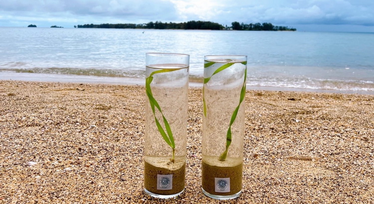 หญ้าทะเล ดูดซับคาร์บอนด้วยวิถีธรรมชาติ เพื่อปล่อยก๊าซเรือนกระจกเป็นศูนย์