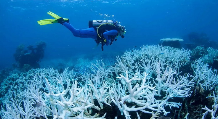 จุฬาฯ ชู “ปะการัง 3 มิติ” ฟื้นฟูทะเลไทย สวรรค์แห่งใหม่ของนักดำน้ำ