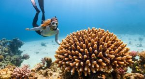 Coral Maker สร้างแขนหุ่นยนต์ ช่วยปลูกปะการัง หวังฟื้นฟูแนวปะการังที่พัง